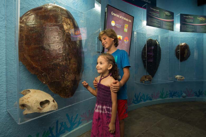 Casco de uma tartaruga marinha gigante