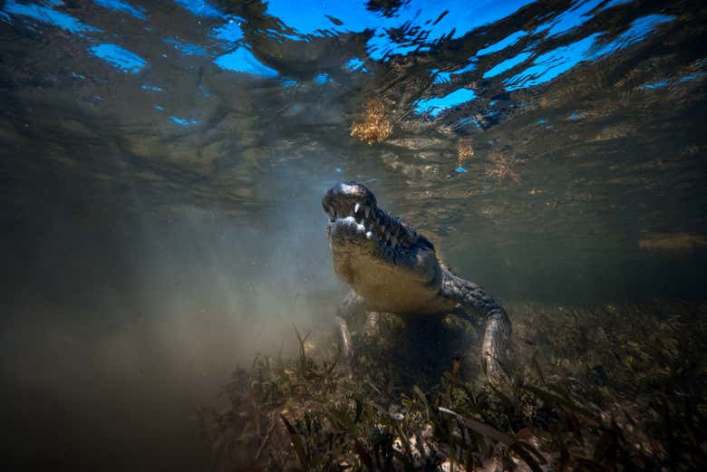 Learn tons of fun facts about crocodiles