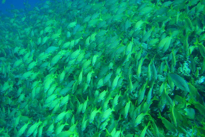 Banco de peces tropicales