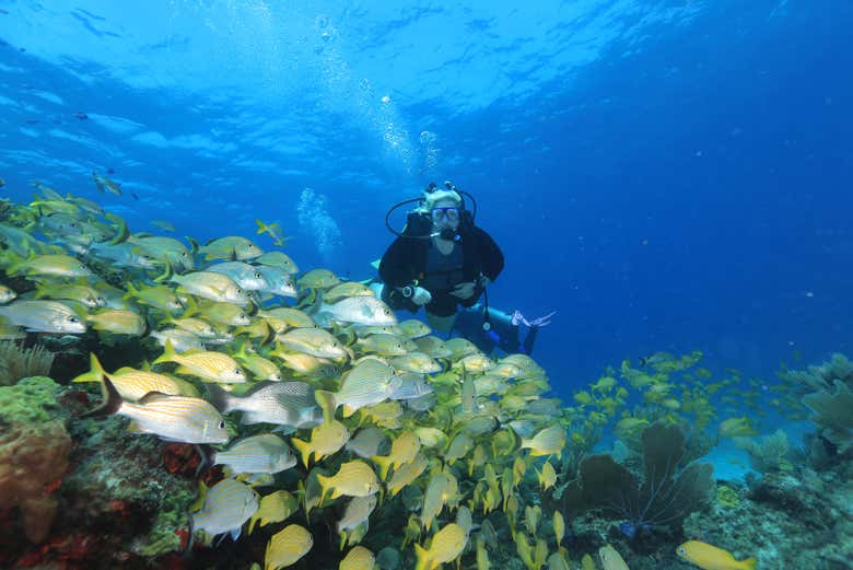 Buceando junto a los peces