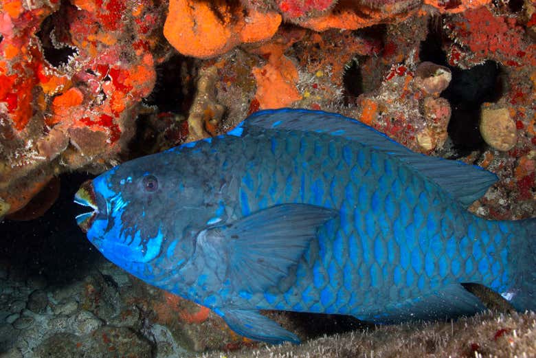 Descubriendo la biodiversidad de Cancún