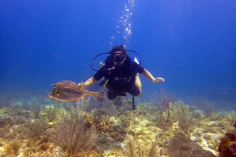 Explorando el arrecife Manchones