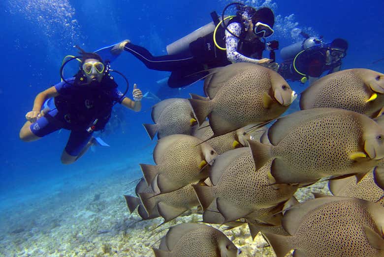 Nadando entre peces tropicales