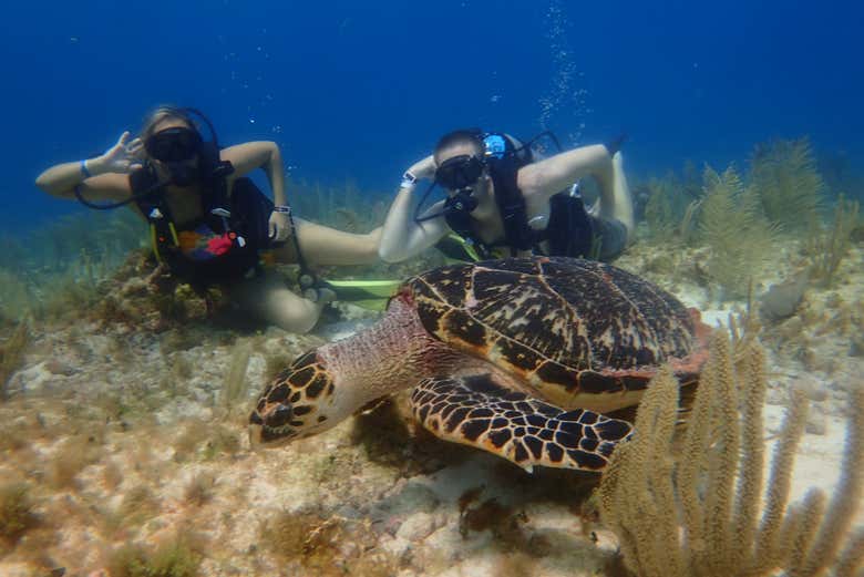 Una simpática tortuga marina
