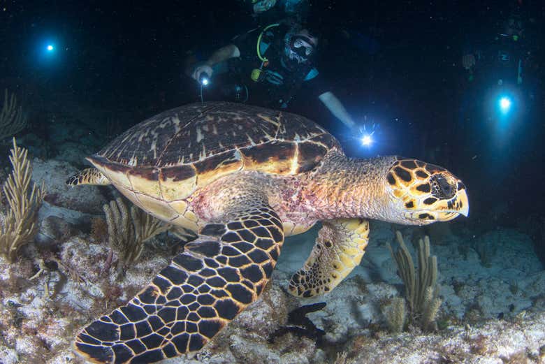 Admirando una tortuga marina