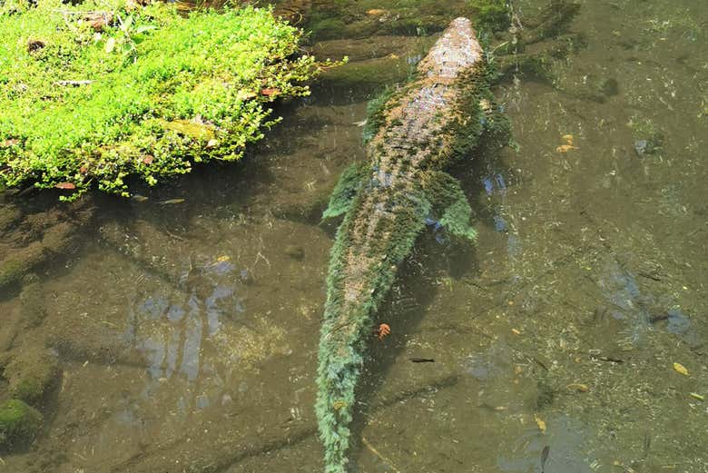 Un coccodrillo nel fiume Lagartos