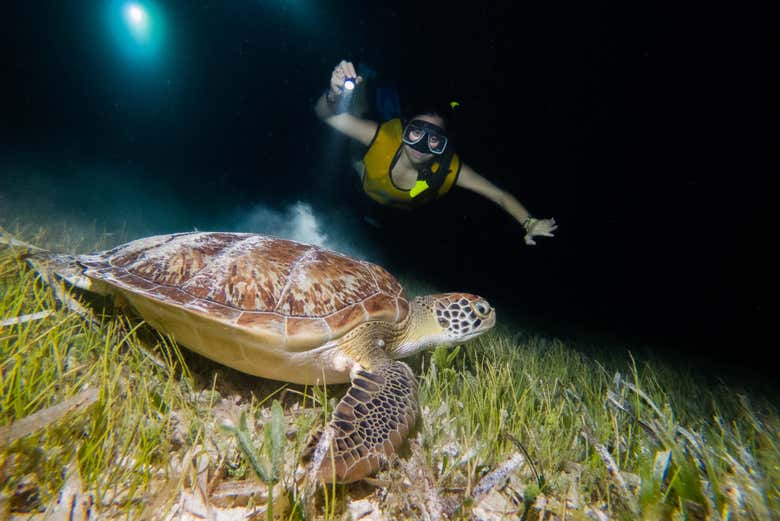 Seeing Cancun's sea turtles by night