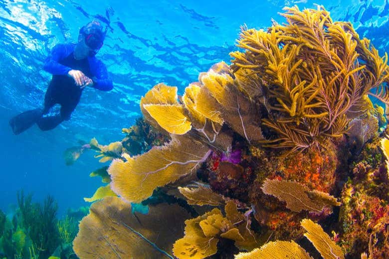 Descubriendo el bello ecosistema de las aguas de Cancún