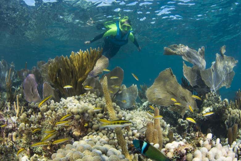 Snorkel em Cancún