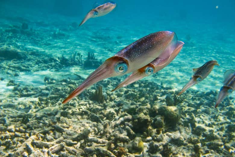 Veréis multitud de especies en Akumal