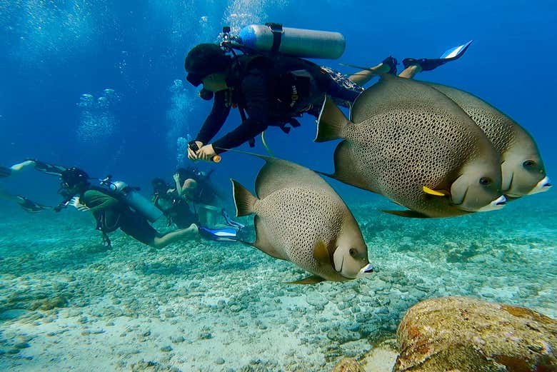 Buceando por las aguas del Caribe