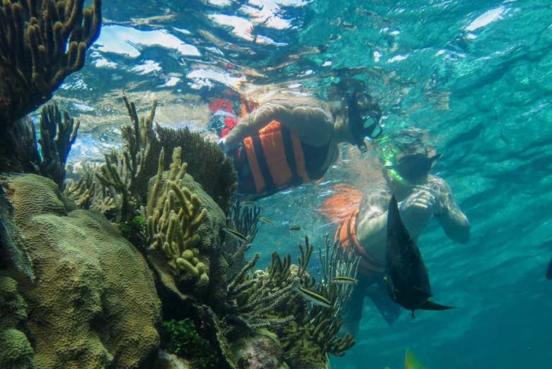 Praticando snorkeling