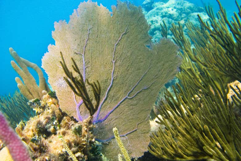 Fondo marino de Akumal