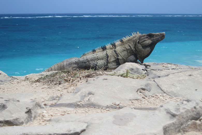 Una iguana en playa Delfines
