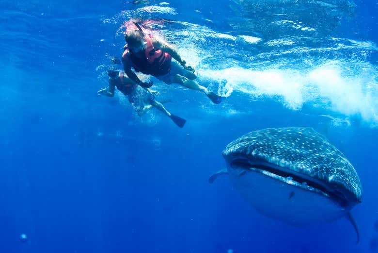 Nuotando con uno squalo balena dei Caraibi