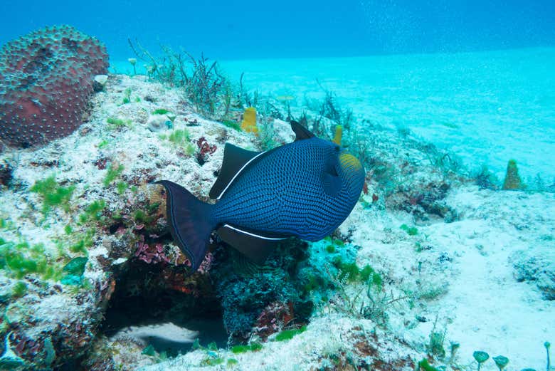 A fauna subaquática de Isla Mujeres