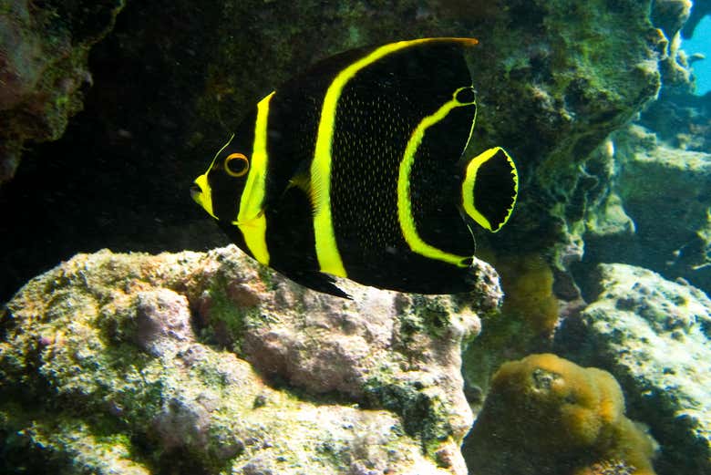 Fish in Akumal waters