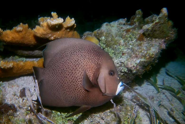 Fish in the deep sea of Cancun