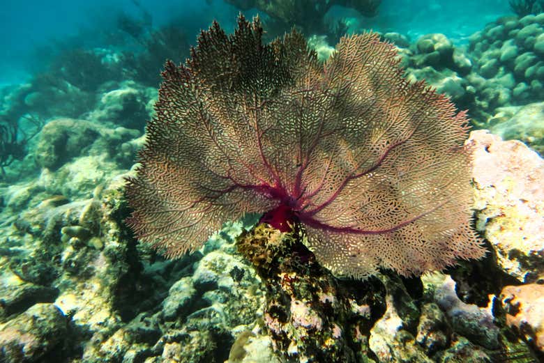 Corales de Akumal