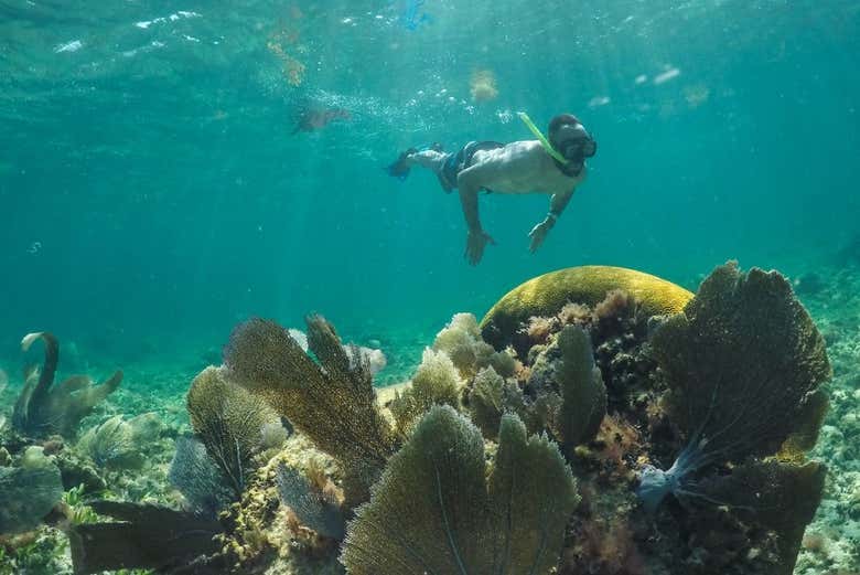 Snorkeling nella Riviera Maya