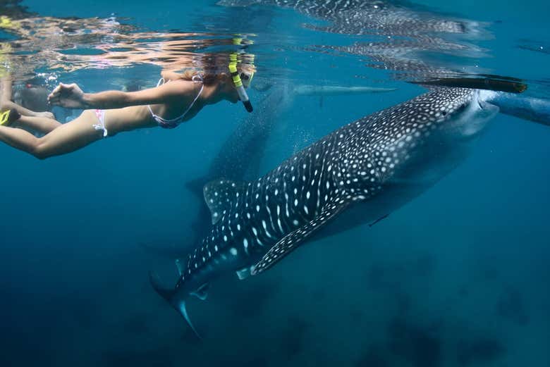 Swimming with whale sharks