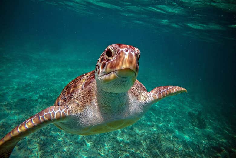 Una tortuga en Akumal
