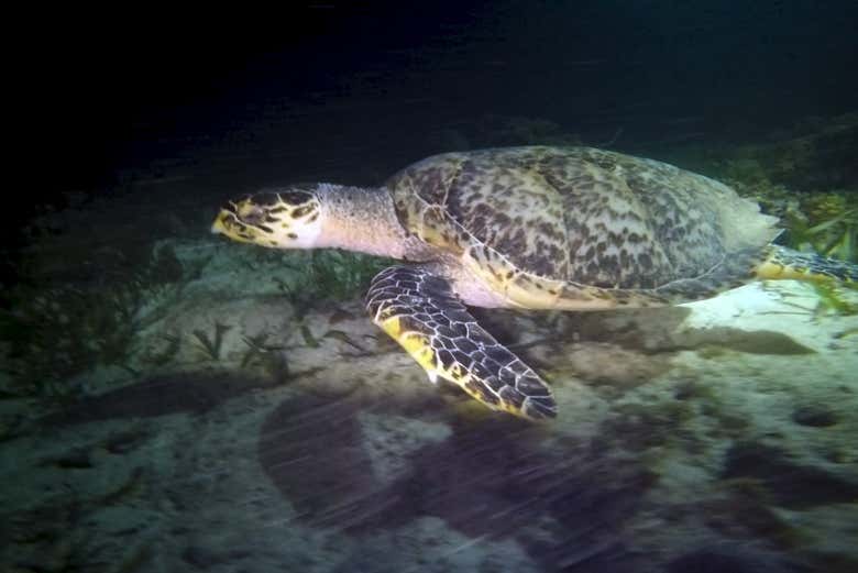 A sea turtle on the seabed
