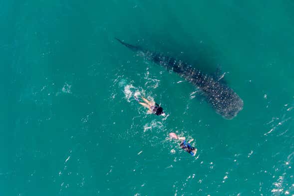 Swimming with Whale Sharks Tour