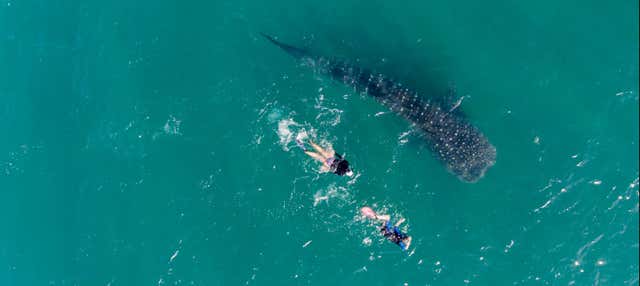 Nado con tiburones ballena