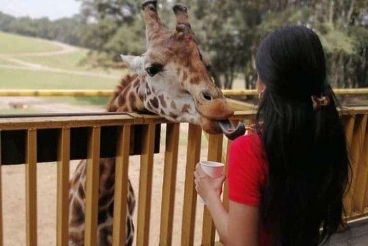 Jirafa en el Bioparque