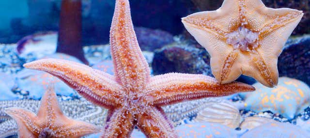 Entrada al Acuario Inbursa