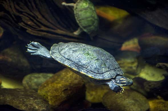 Entradas al Acuario Michin Ciudad de México