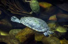 Billet pour l'aquarium Michin de Mexico