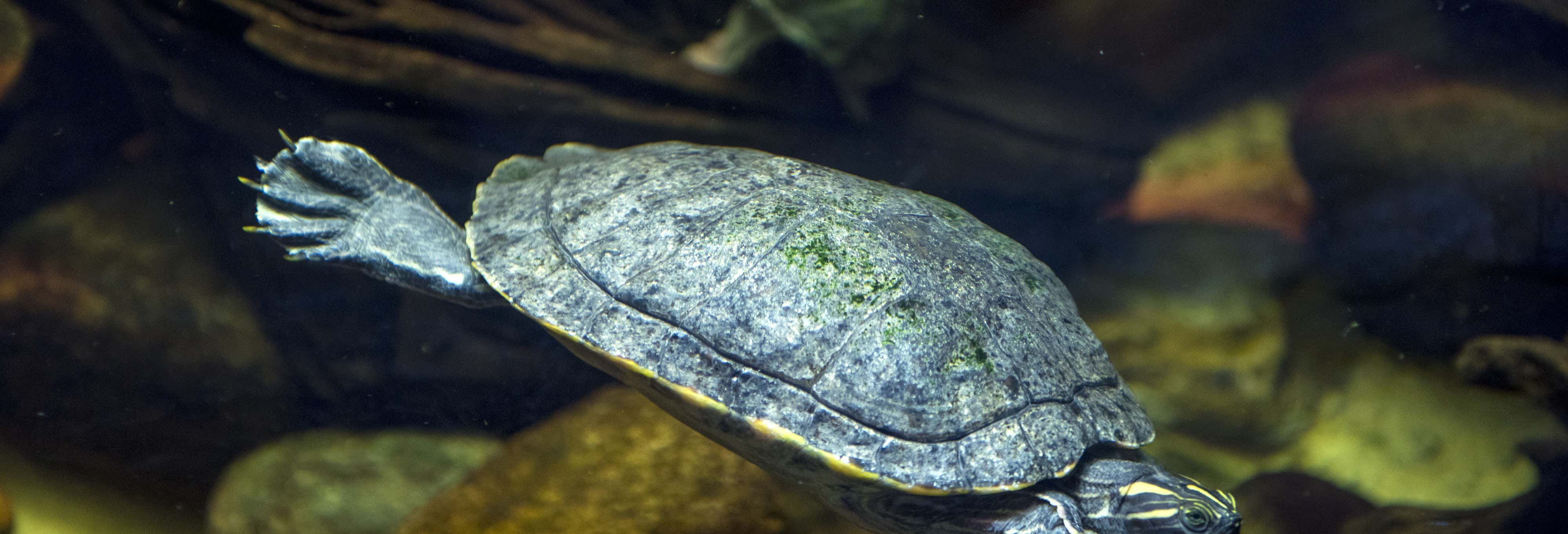 Zoológicos y acuarios en Ciudad de México