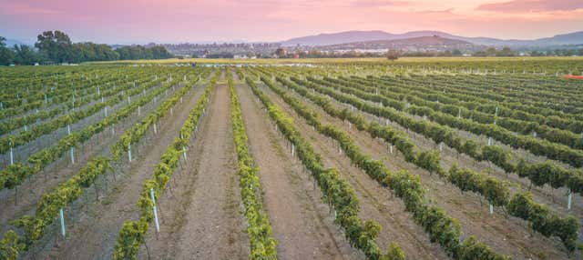 Freixenet Winery & Wine Tasting + Cheese tasting in Cava Bocanegra