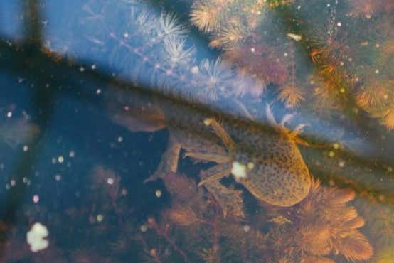 Um exemplar de ajolote, a salamandra mexicana