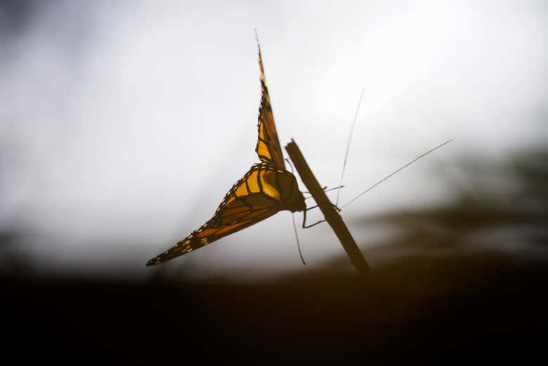 Una majestuosa mariposa monarca