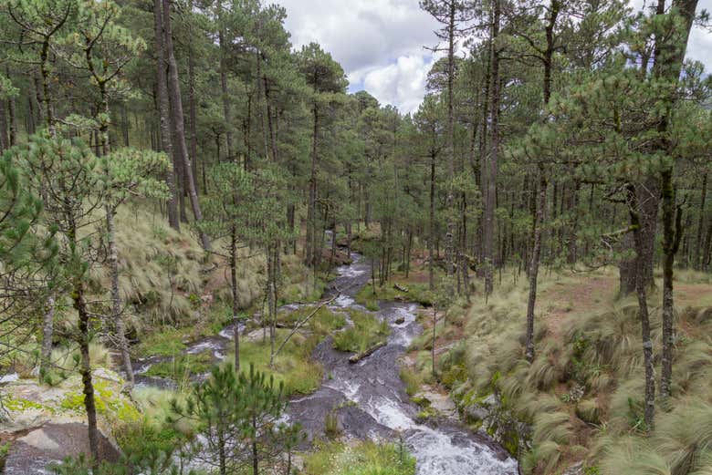 Coniferous forest