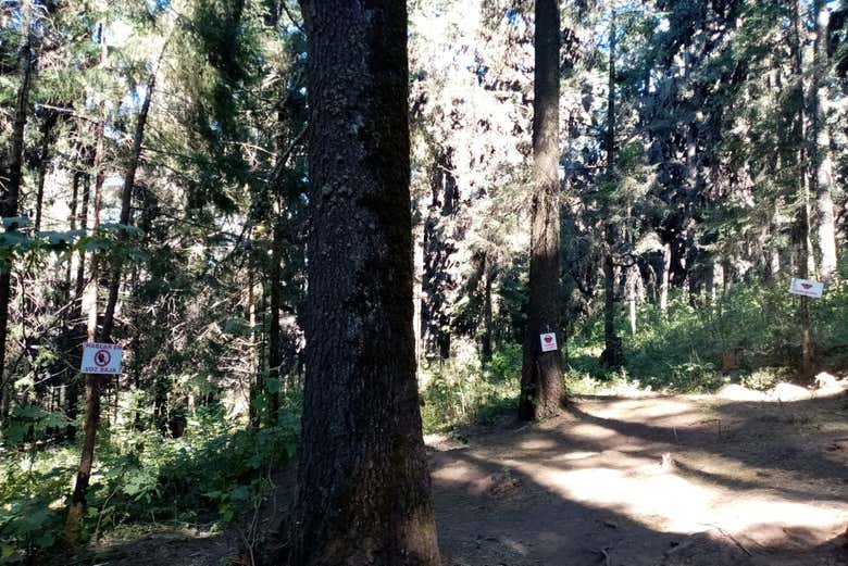 Disfrutaremos de los bonitos bosques de Valle de Bravo