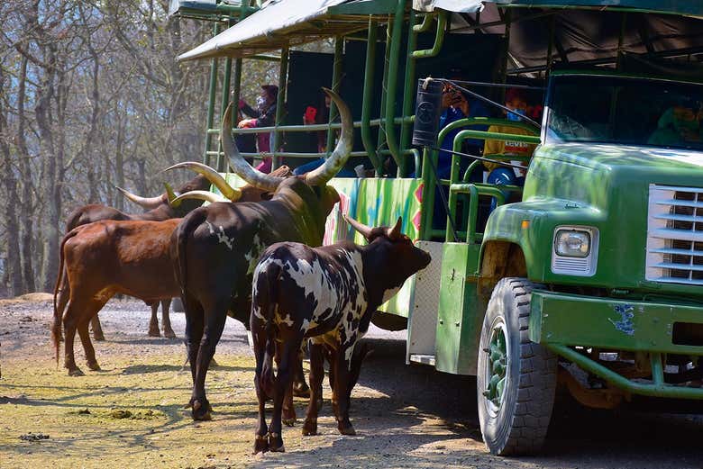 Safári no parque