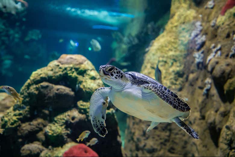 Tortue marine à l'Aquarium Michin