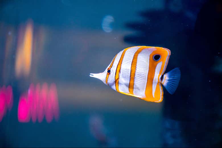 L'un des poissons de l'aquarium