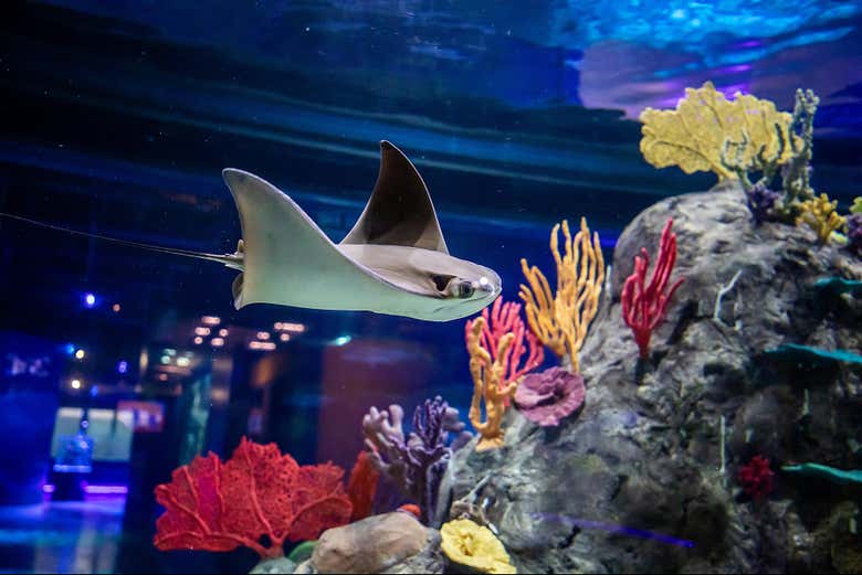 Une raie manta à l'aquarium