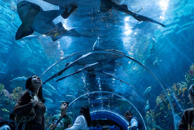 Tunnel des requins