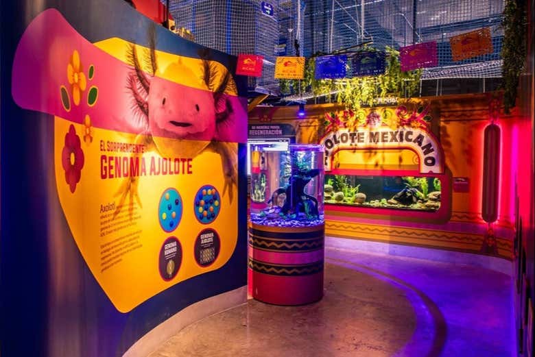 Pourquoi l'axolotl est-il si spécial ?