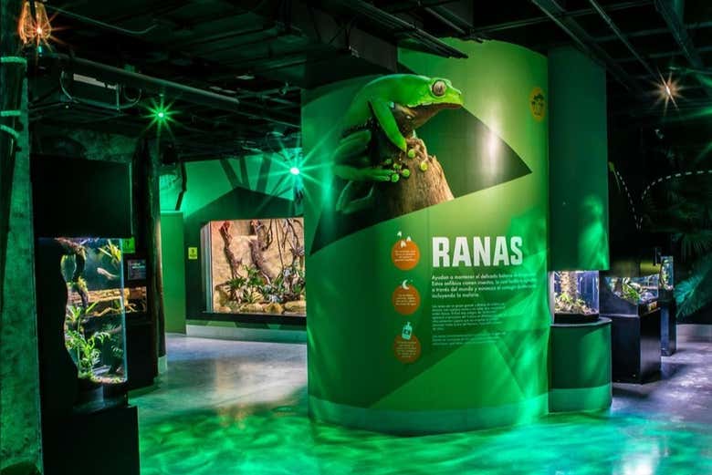 Découvrez les différents types de grenouilles