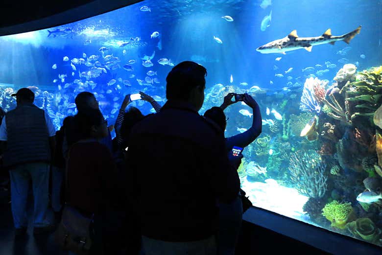 Recorriendo las instalaciones del Acuario Inbursa