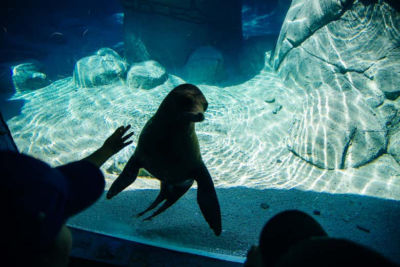Foca joven nadando en el acuario