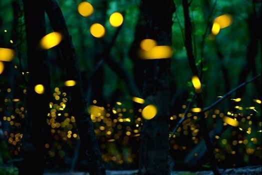 Veremos brillar a las luciérnagas