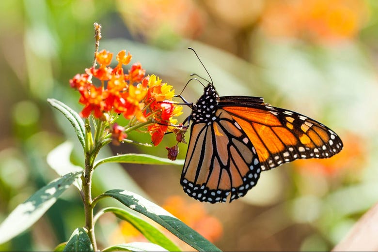 Una preciosa mariposa monarca sobre una colorida flor